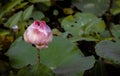 Bud of Pink fancy waterlily or lotus flower in pond with green water lily leaves background Royalty Free Stock Photo