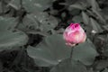 Bud of Pink fancy waterlily or lotus flower in pond with green water lily leaves background Royalty Free Stock Photo