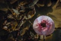 Bud of Pink fancy waterlily or lotus flower in pond with green water lily leaves background Royalty Free Stock Photo