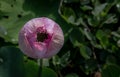 Bud of Pink fancy waterlily or lotus flower in pond with green water lily leaves background Royalty Free Stock Photo