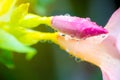 bud pink fragipani flower and dew drop on tree. nature background and wallpaper.