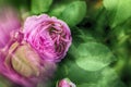 A bud of a pink garden rose. Dew drops on flowers and leaves. Natural green blurred background. Rose bush after rain. Abstract Royalty Free Stock Photo