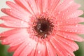 Bud of pink gerbera flower closeup. Dew and water droplets on the petals. Macro. Stock photo