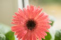 Bud of pink gerbera flower closeup. Dew and water droplets on the petals. Macro. Stock photo