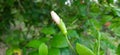 Bud of pink Hebiscus or jaswand A tropical plant and the national flower of Malaysia Royalty Free Stock Photo