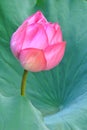 Bud of pink lotus on green lotus leaves Royalty Free Stock Photo