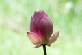 A Bud of Pink Lotus