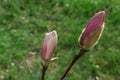 Bud pink Magnolia. Royalty Free Stock Photo