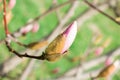 Bud pink Magnolia Royalty Free Stock Photo