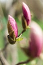 Bud pink Magnolia. Royalty Free Stock Photo