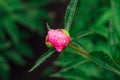Bud of a pink peony with rain drops on the petals Royalty Free Stock Photo