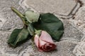 A bud of a pink rose with leaves