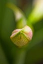 Bud of pink star lily Royalty Free Stock Photo