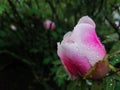 A bud of pink tree peony in drops of water after rain amid foliage Royalty Free Stock Photo