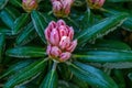 Bud with pink unfolded rhododendron flowers about to bloom Royalty Free Stock Photo