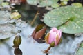 Bud of pink water lily A gentle opening pink bud of a water lily with large green leaves in a lake Beautiful blooming lotus Royalty Free Stock Photo