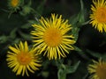 Bud plants nard. Medicinal plant. The petals are yellow. Royalty Free Stock Photo