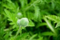 Bud Poppy flower Royalty Free Stock Photo