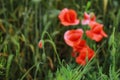 Bud of poppy seed flower in field Royalty Free Stock Photo