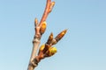 Bud of Prunus domestica on blue sky
