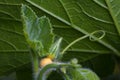 Bud of pumpkin flower in the garden Royalty Free Stock Photo