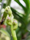 Bud of purple and white orchid flower over orchid garden background in close up Royalty Free Stock Photo