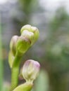 Bud of purple and white orchid flower over orchid garden background in close up Royalty Free Stock Photo