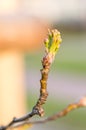 Bud of Pyrus calleryana Chanticleer tree in spring Royalty Free Stock Photo