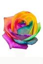 Bud rainbow roses Royalty Free Stock Photo