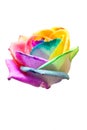 Bud rainbow roses Royalty Free Stock Photo