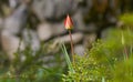 The bud ready to bloom of a beautiful red tulip plant. Spring flower detail. Floral photography. Royalty Free Stock Photo