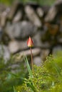 The bud ready to bloom of a beautiful red tulip plant. Spring flower detail. Floral photography.