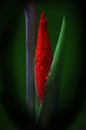 Bud of a red flower of Gladiolus or Spike lat. Gladiolus on a dark background. Raindrops on a flower bud. After the rain. Macro. Royalty Free Stock Photo