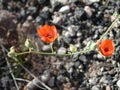 Sphaeralcea ambigua red flowers Royalty Free Stock Photo