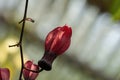 Red Passion Flower bud Royalty Free Stock Photo