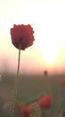 Bud of red poppy at sunrise. Beautiful red poppy flower in nature Royalty Free Stock Photo