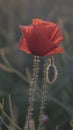 Bud of red poppy at sunrise. Beautiful red poppy flower Royalty Free Stock Photo