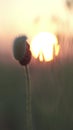 Bud of red poppy at sunrise. Beautiful poppy flower in nature Royalty Free Stock Photo