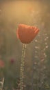 Bud of red poppy at sunrise. Beautiful poppy flower in nature Royalty Free Stock Photo