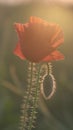 Bud of red poppy at sunrise. Beautiful poppy flower in nature Royalty Free Stock Photo