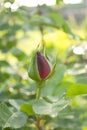 Bud of a red rose on a bush. Half-open bud of a red rose on a bush. The red rose has almost parted. Royalty Free Stock Photo