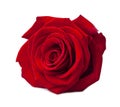 Bud red rose closeup