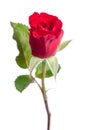 Bud of red rose with drops of dew Royalty Free Stock Photo