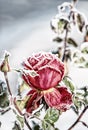 A bud of a red rose in frost crystals on a frosty morning. A rose frozen in the snow. Royalty Free Stock Photo