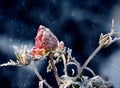 A bud of a red rose in frost crystals on a frosty morning. Very soft selective focus. Royalty Free Stock Photo
