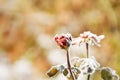 A bud of a red rose in frost crystals on a frosty morning. A rose frozen in the snow. Royalty Free Stock Photo