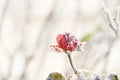 A bud of a red rose in frost crystals on a frosty morning. A rose frozen in the snow. Royalty Free Stock Photo