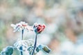 A bud of a red rose in frost crystals on a frosty morning.  A rose frozen in the snow. Royalty Free Stock Photo