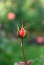 A Bud of a red rose growing on a Bush with greenery in the background. Selective focus on flower Bud