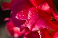 Bud of a red tulip in dew close-up Royalty Free Stock Photo